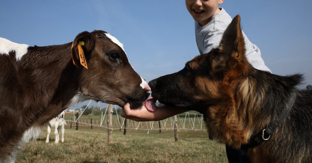 Sfondo benessere animale